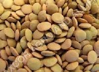 Kacang Lentil