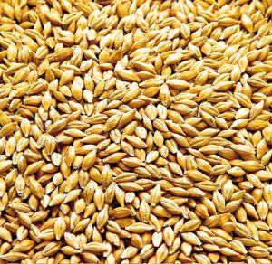 Malted Barley Seeds