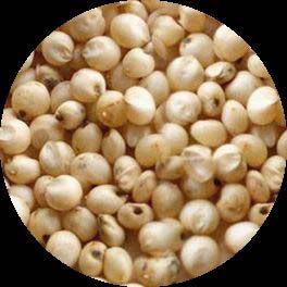 Sorghum Seeds