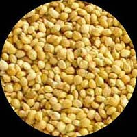 Yellow Millet Seeds