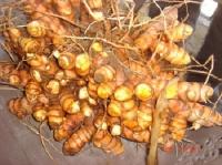 Turmeric Seeds