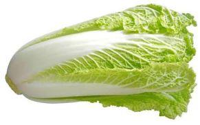 Chinese Cabbage