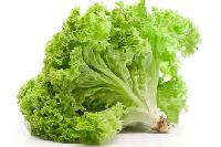 leafy lettuce