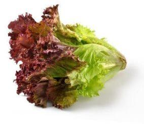 lollo rosso lettuce