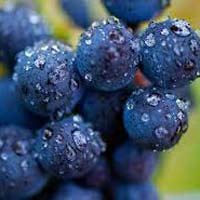 Fresh Wine Grapes