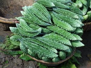 Fresh Bitter Gourd