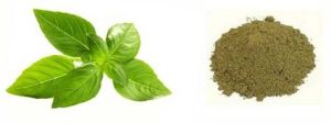 Tulsi Powder