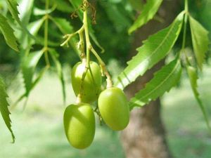 Neem Fruit