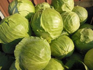 Fresh Cabbage