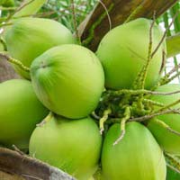 Fresh Green Coconut