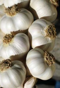 Garlic