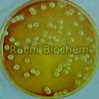 Acetobacter