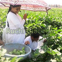 Fresh Fruits and Vegetables