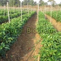Fresh Fruits and Vegetables