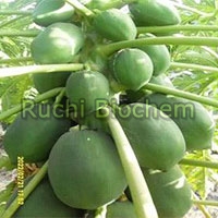 Fresh Fruits and Vegetables