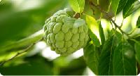 Custard Apple Pulp