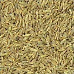 Cumin Seeds 05