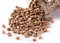 Castor Bean Seeds