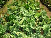 Indoor Foliage Plants - (01)