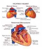 Heart Model 