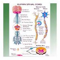 Spinal Model