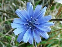 chicory