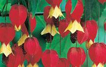 Abutilon