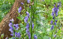 Aconite Bachnag