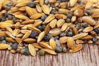 Bird Seeds  or Oil Seeds