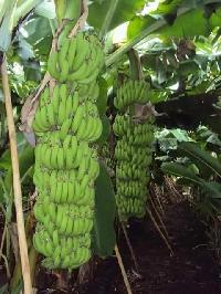 tissue cultured banana plants (G9)
