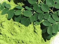 Moringa Products