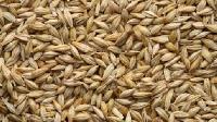 Barley Seeds