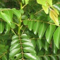 Fresh Curry Leaves