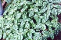 foliage plant