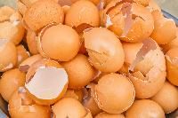 Egg Shells