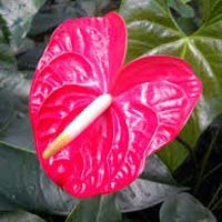 Fresh Anthurium Flowers