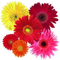 Fresh Gerbera Flowers