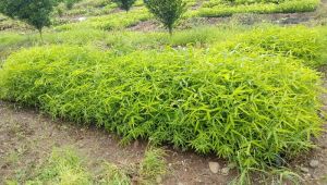 Bamboo Plants