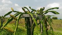 dragon fruit plant