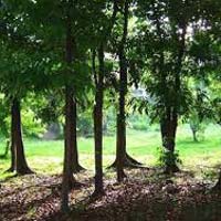 mahogany plants