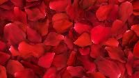 Red Rose Petals