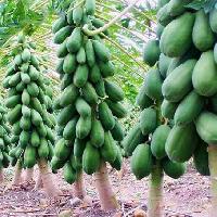 Papaya Plant