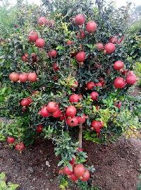 Pomegranate Plants