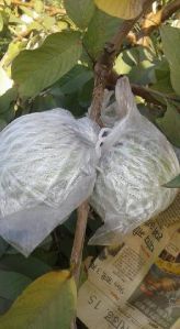 Guava Plants