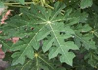 Papaya Leaves