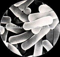 Bifidobacterium Bifidum