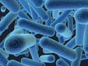 Bifidobacterium Longum