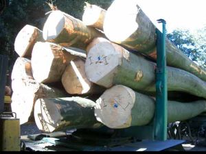 Beech Wood Logs