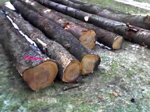 Cherry Wood Logs