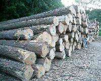 PW-006 Pine Wood Logs